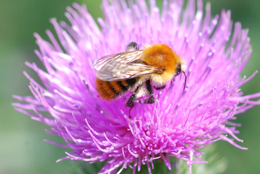 Bombus (forse pascuorum)